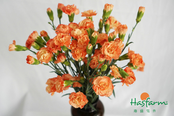 自媒体一键分发系统 一键分发平台工具 离别机械操作!_必一(图2) Bsports必一体育