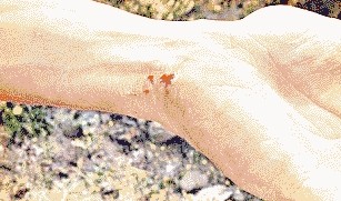 必一_2017年9月第一期:品牌设计《原创推荐》(图3) b体育