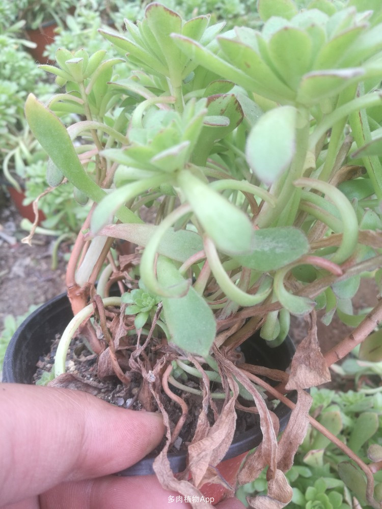 必一:阿塞拜疆HEYDARALIYEV机场航站楼(图1) Bsports必一体育