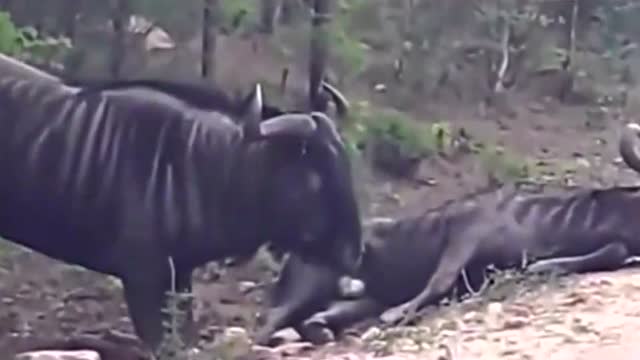 王刚卸任一汽丰田技术开发有限公司法定代表人|b体育(图1) 必一